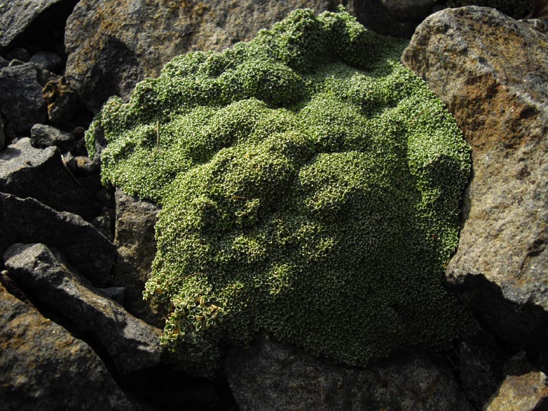 Arenaria alfacarensis